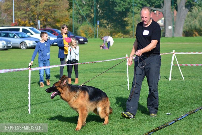 Wystawa rasowych psów w Miękini