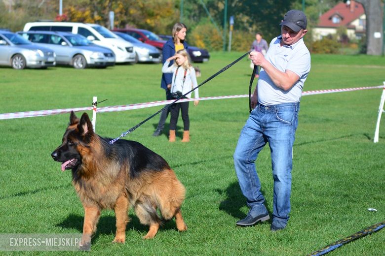 Wystawa rasowych psów w Miękini