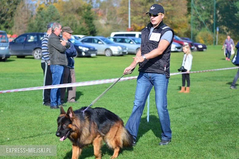 Wystawa rasowych psów w Miękini