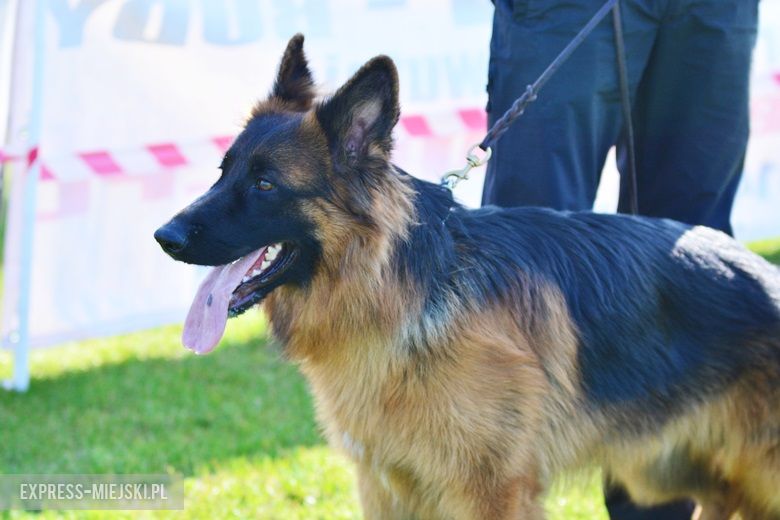 Wystawa rasowych psów w Miękini