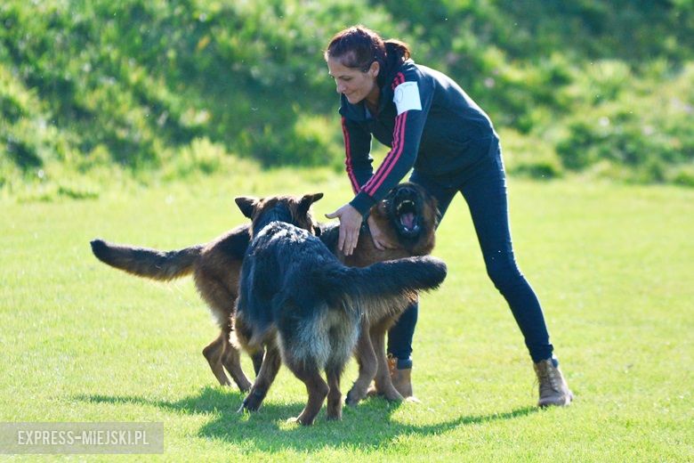 Wystawa rasowych psów w Miękini