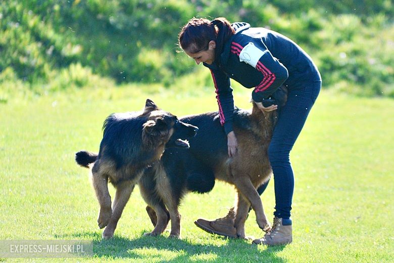 Wystawa rasowych psów w Miękini