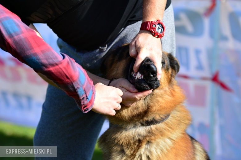 Wystawa rasowych psów w Miękini