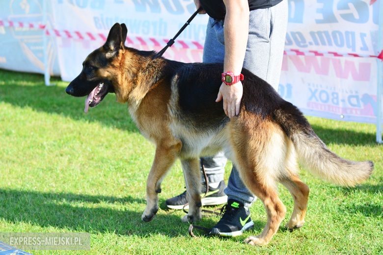 Wystawa rasowych psów w Miękini