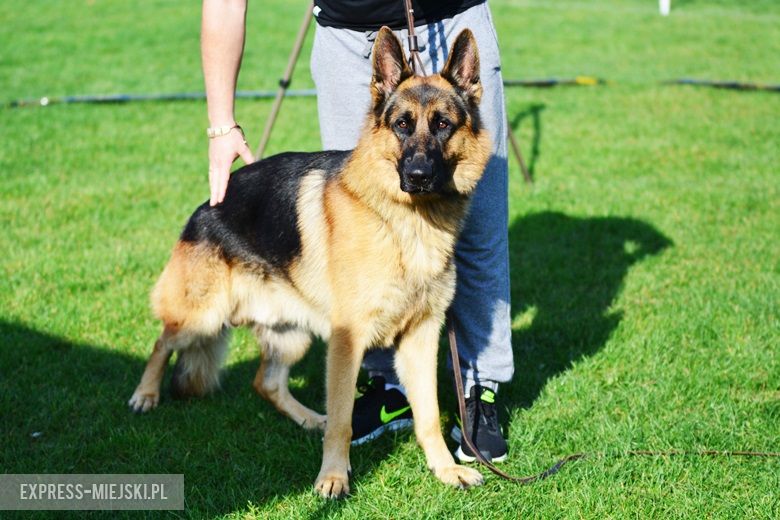 Wystawa rasowych psów w Miękini