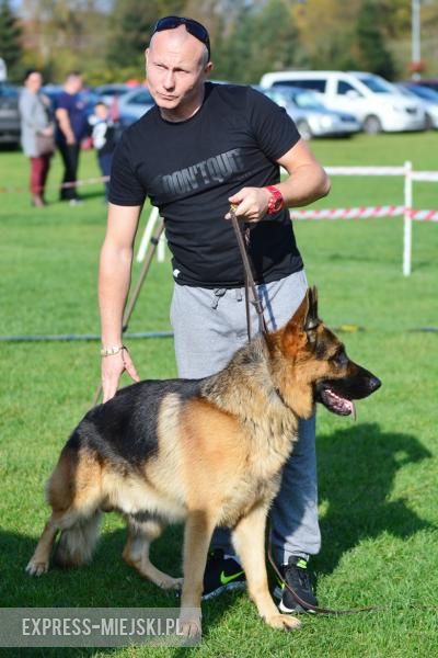 Wystawa rasowych psów w Miękini