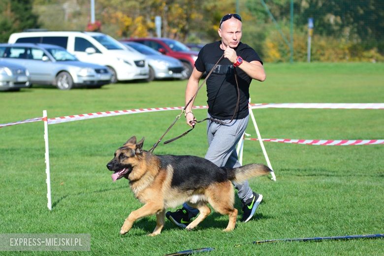 Wystawa rasowych psów w Miękini