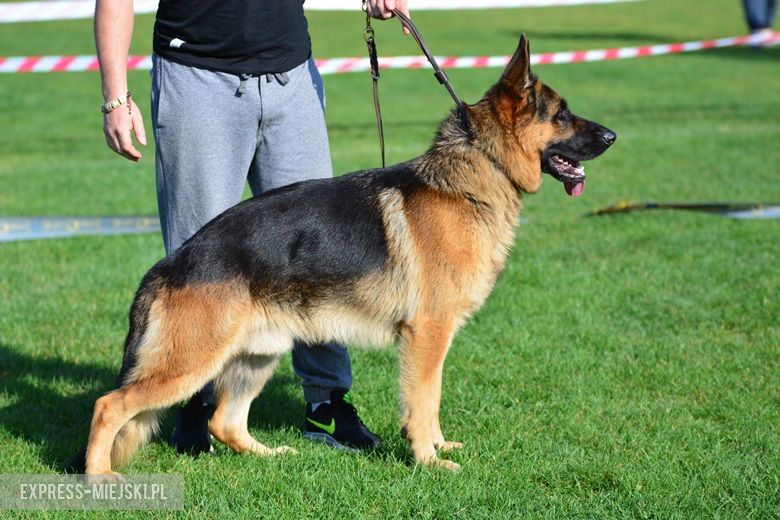 Wystawa rasowych psów w Miękini