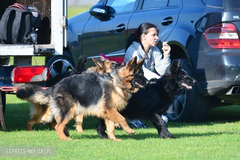 Wystawa rasowych psów w Miękini