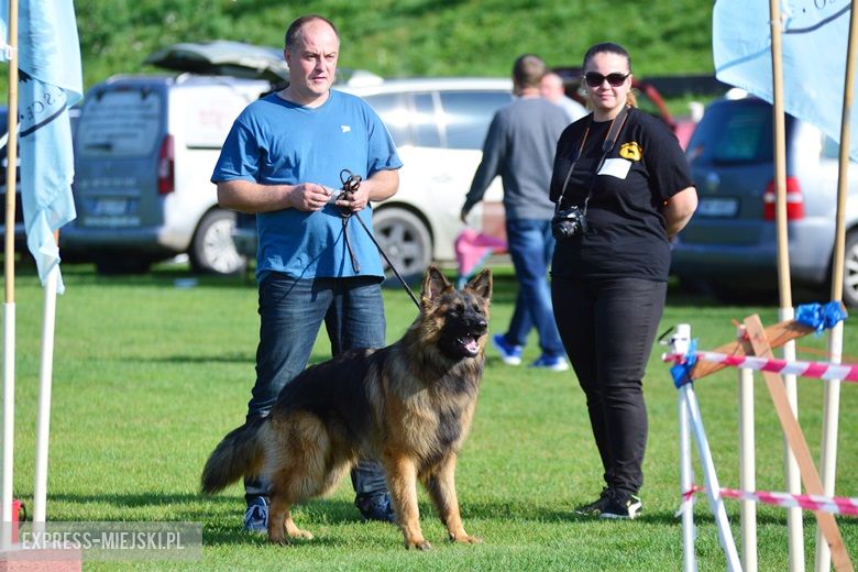 Wystawa rasowych psów w Miękini