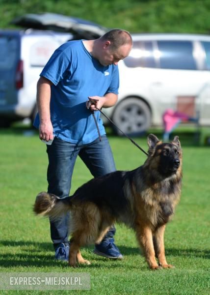 Wystawa rasowych psów w Miękini