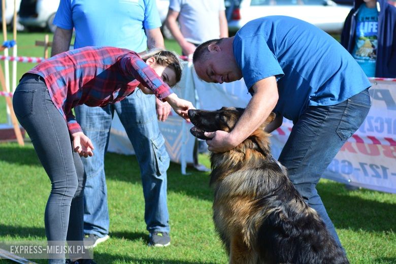 Wystawa rasowych psów w Miękini