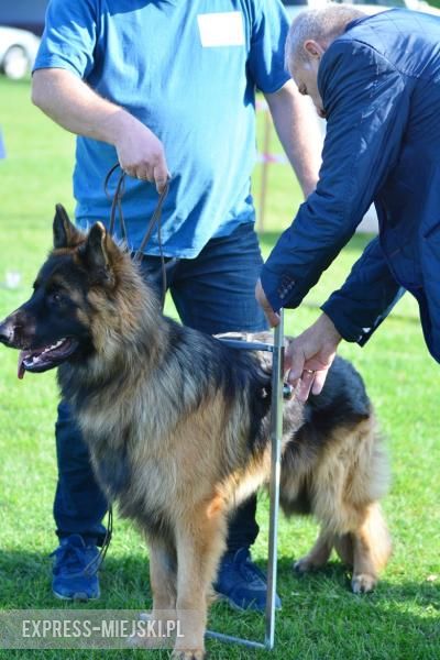 Wystawa rasowych psów w Miękini