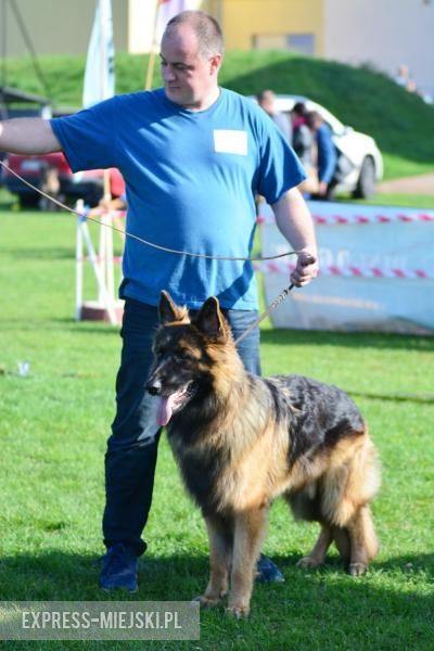Wystawa rasowych psów w Miękini