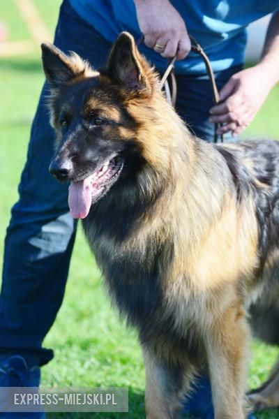 Wystawa rasowych psów w Miękini