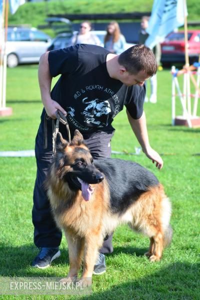 Wystawa rasowych psów w Miękini