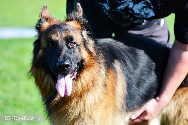 Wystawa rasowych psów w Miękini