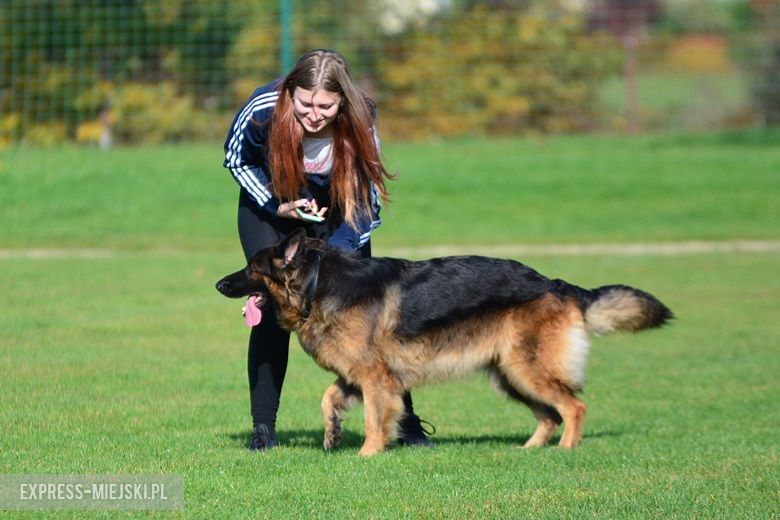 Wystawa rasowych psów w Miękini