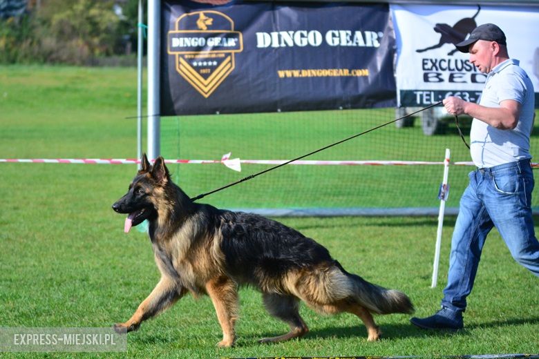 Wystawa rasowych psów w Miękini