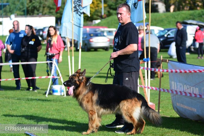 Wystawa rasowych psów w Miękini