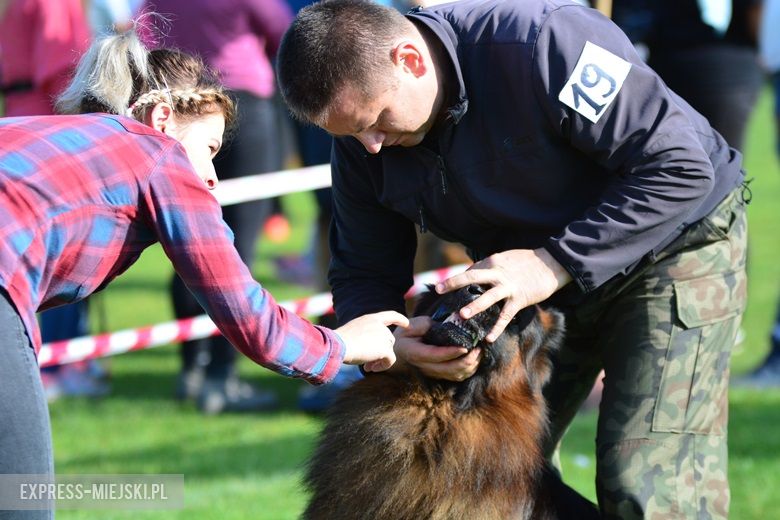 Wystawa rasowych psów w Miękini