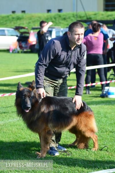 Wystawa rasowych psów w Miękini