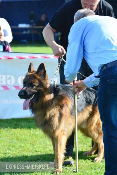 Wystawa rasowych psów w Miękini