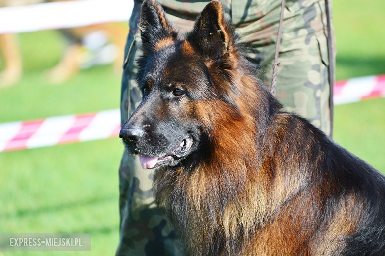 Wystawa rasowych psów w Miękini