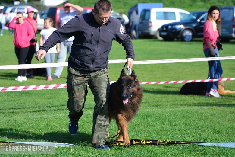 Wystawa rasowych psów w Miękini