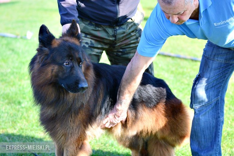 Wystawa rasowych psów w Miękini
