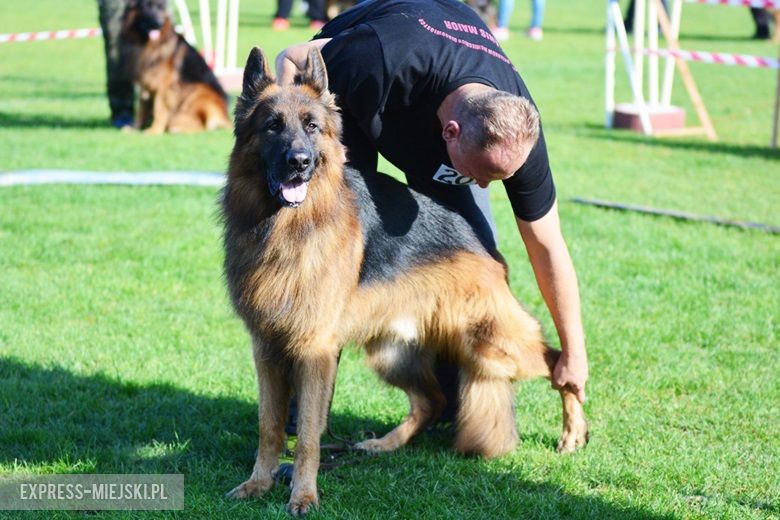 Wystawa rasowych psów w Miękini