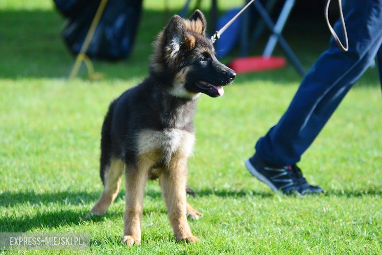 Wystawa rasowych psów w Miękini