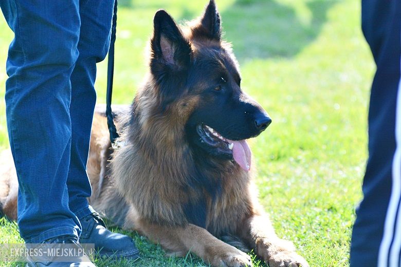 Wystawa rasowych psów w Miękini