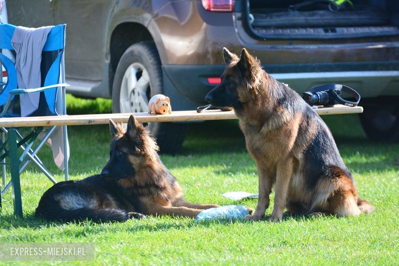 Wystawa rasowych psów w Miękini