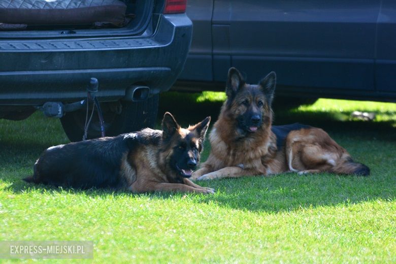 Wystawa rasowych psów w Miękini