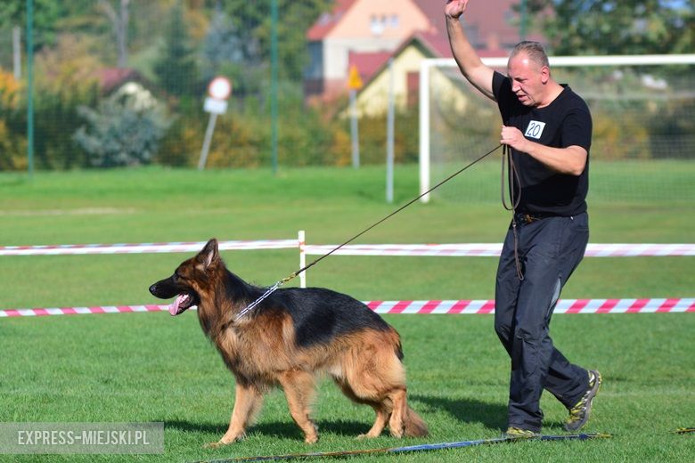 Wystawa rasowych psów w Miękini