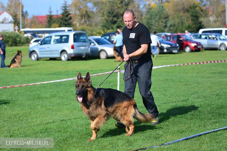 Wystawa rasowych psów w Miękini