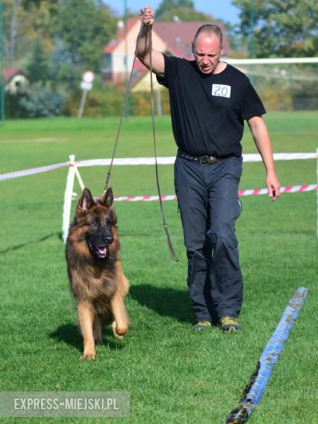 Wystawa rasowych psów w Miękini