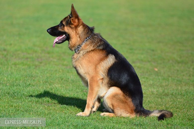 Wystawa rasowych psów w Miękini