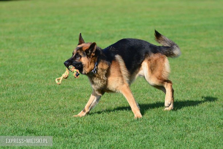 Wystawa rasowych psów w Miękini