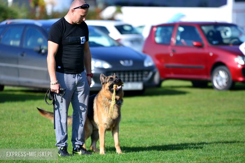 Wystawa rasowych psów w Miękini