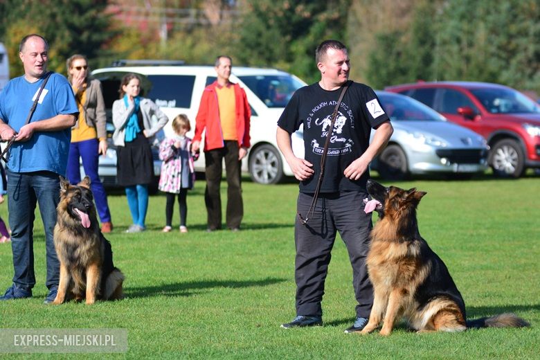 Wystawa rasowych psów w Miękini