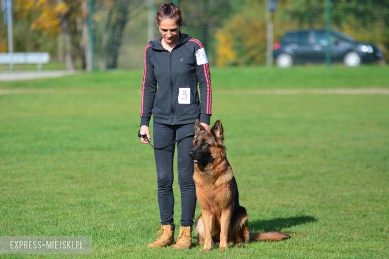 Wystawa rasowych psów w Miękini