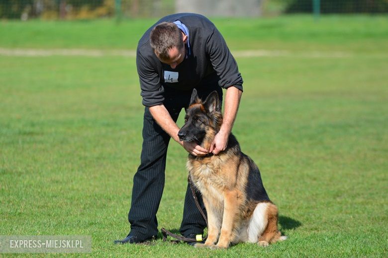 Wystawa rasowych psów w Miękini