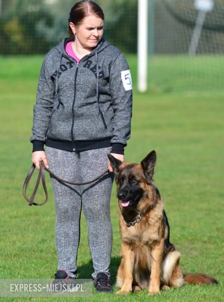 Wystawa rasowych psów w Miękini