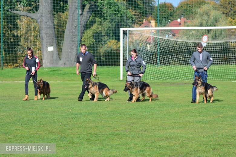Wystawa rasowych psów w Miękini
