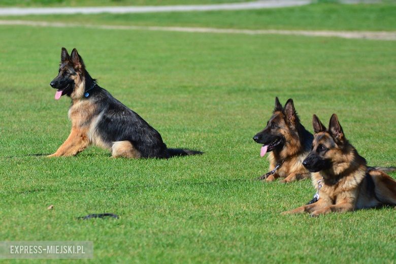 Wystawa rasowych psów w Miękini