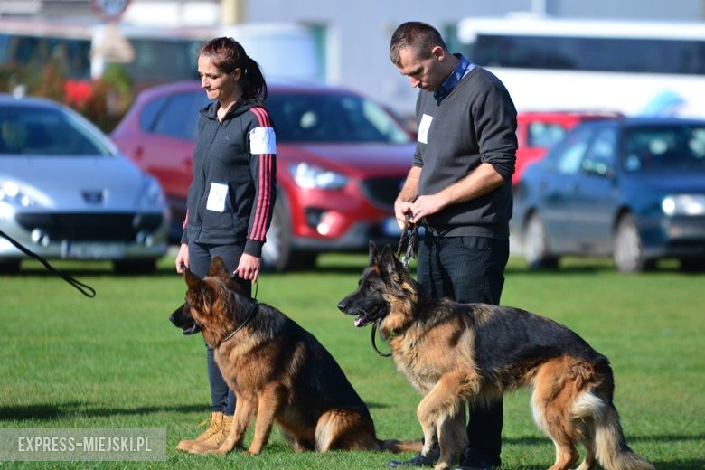 Wystawa rasowych psów w Miękini