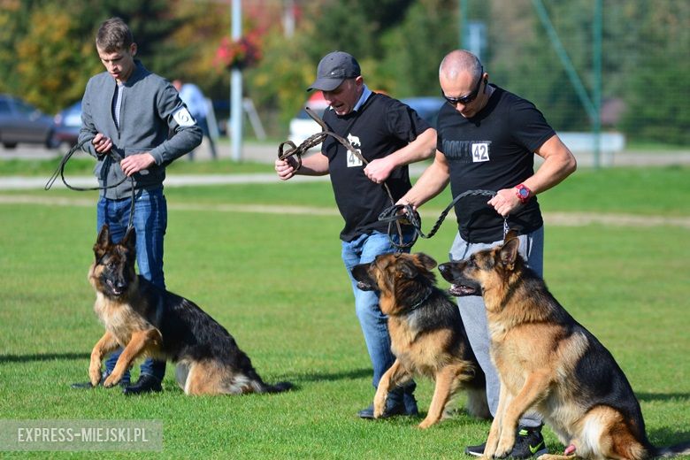 Wystawa rasowych psów w Miękini
