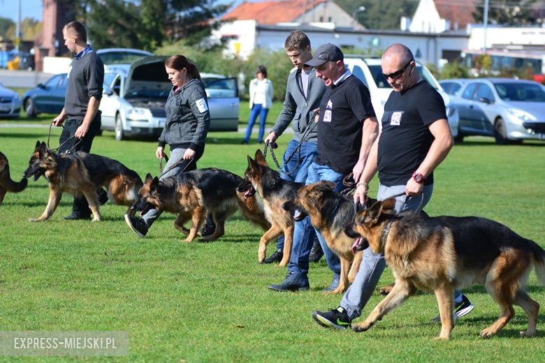 Wystawa rasowych psów w Miękini